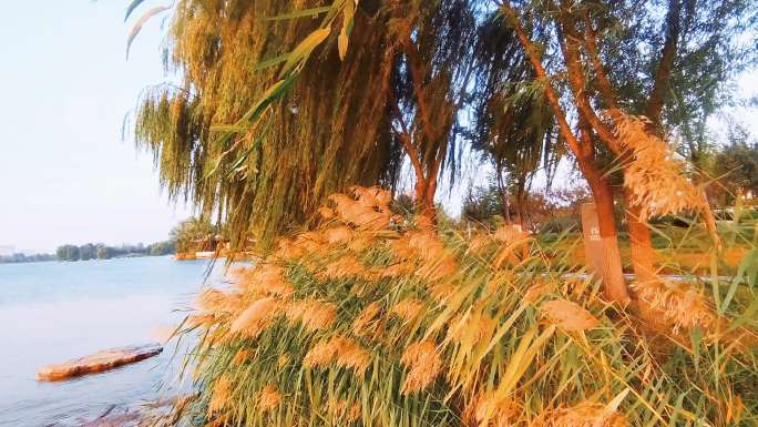 湖边的柳枝和芦苇在秋风中摇曳