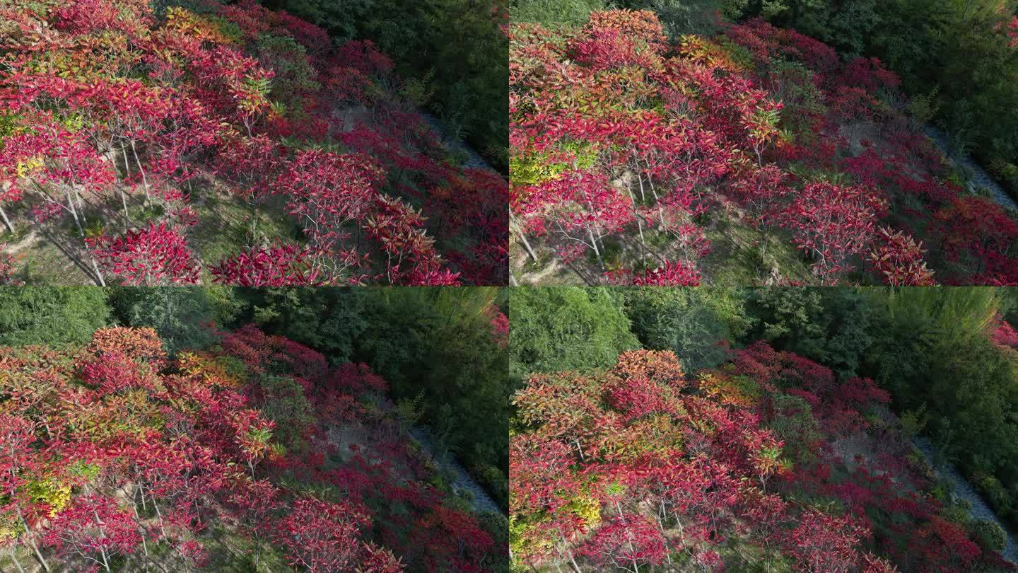 海东市 乐都区 朝阳山公园 秋景 航拍