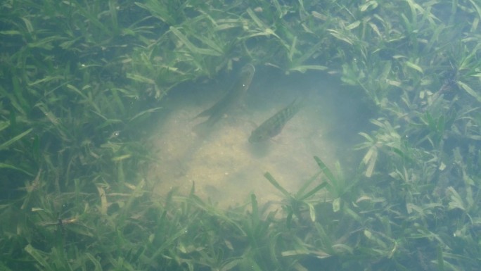 河草 小鱼觅食 河水游动 清澈河流