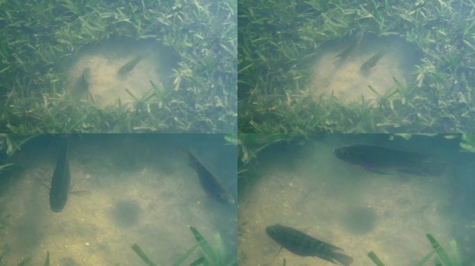 河草 小鱼觅食 河水游动 清澈河流