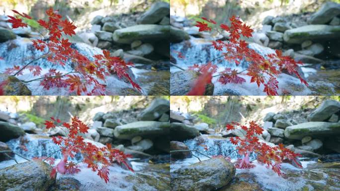 本溪秋季红色枫叶