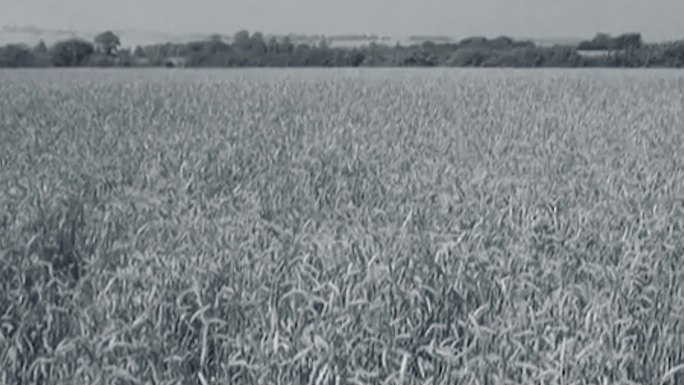 60年代70年代麦田水稻谷物农作物收割机