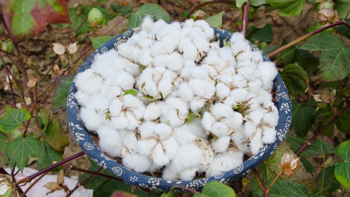 棉花种植