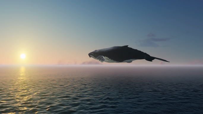 鲸鱼飞过海面
