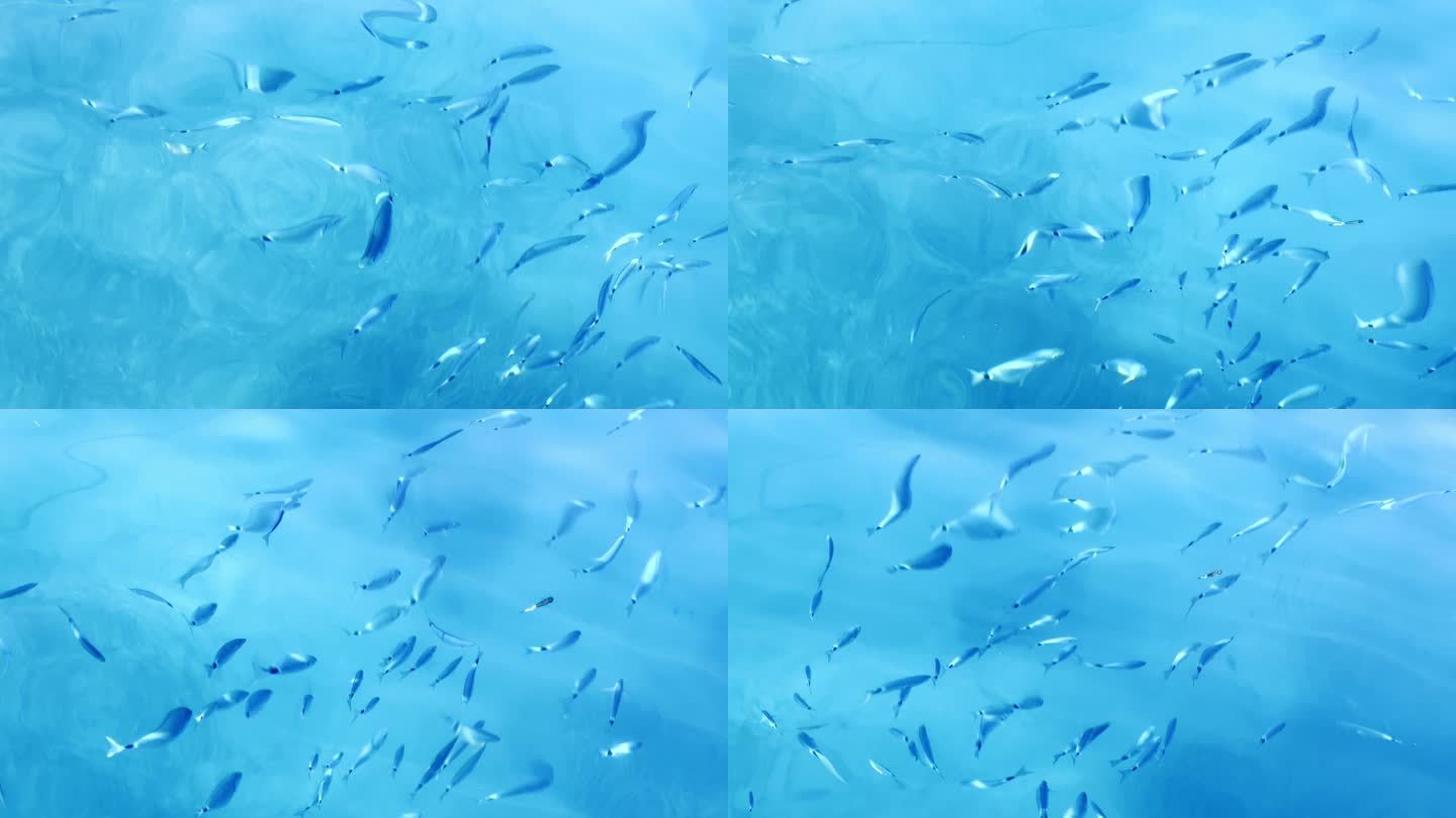 鱼类群（普通二鳃鳗和金鲷、鲷鱼）