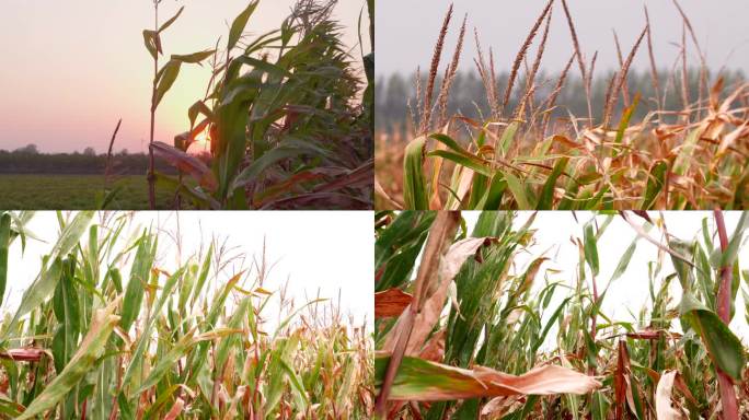 玉米杆玉米地空境 种植玉米夕阳下的玉米地