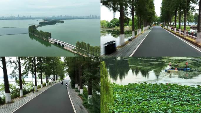 4k航拍武汉东湖绿道林中穿梭荷塘