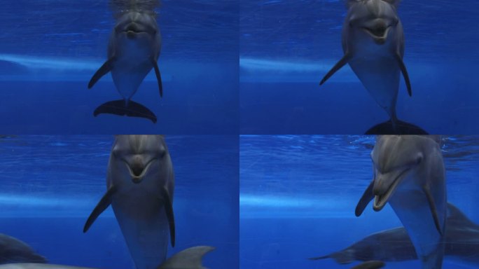 宽吻海豚海豚海洋生物动物