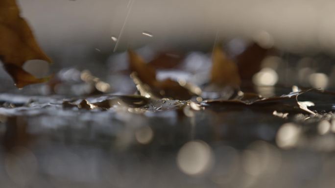 秋天下雨,枯叶，雨中的落叶，伤感空镜头