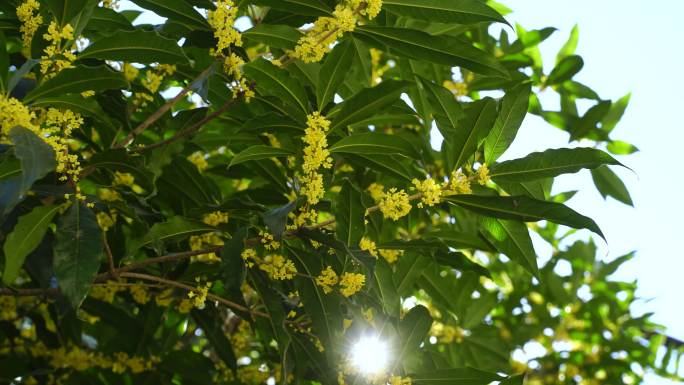 阳光透过桂花