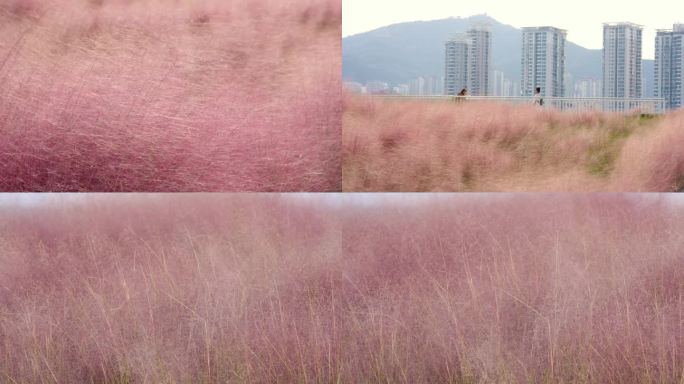 秋天的花海粉黛