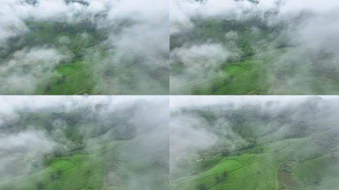 日出景色晨曦雾霭中的空中无人机摄像头飞越茶园露台，位于越南北部普陀省龙科山区