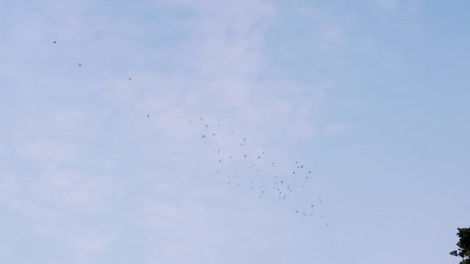 一群鸽子在天空飞过