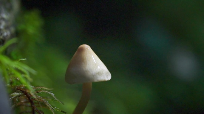 小蘑菇 野生菇 自然生态 滴水特写