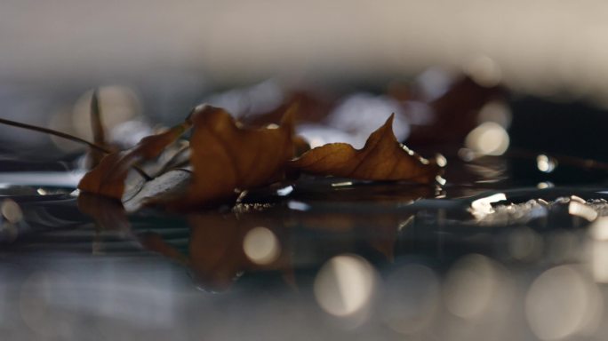 伤感落叶，枯叶空镜头，雨后地面落叶