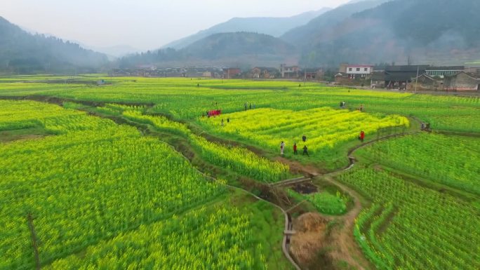 航拍古民居油菜花开