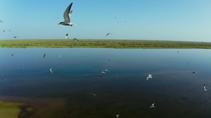 塔里木河 湿地生态