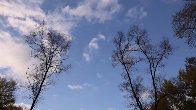 天空与大树在一起的延时摄影