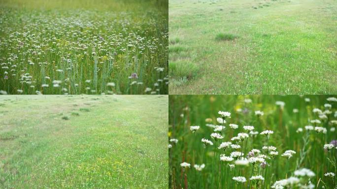 韭菜花航拍内蒙野生韭菜花