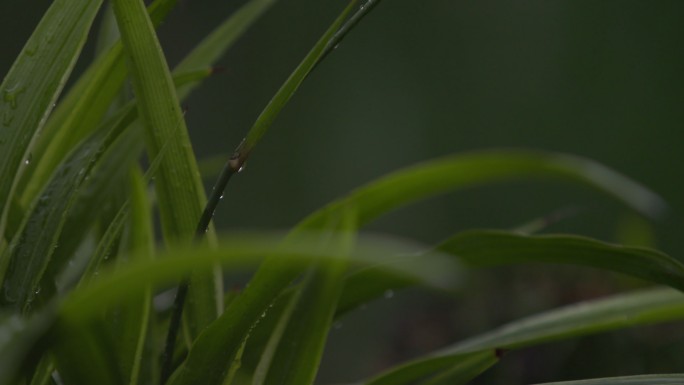 雨中植物