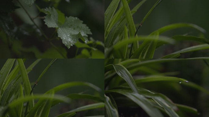 雨中植物