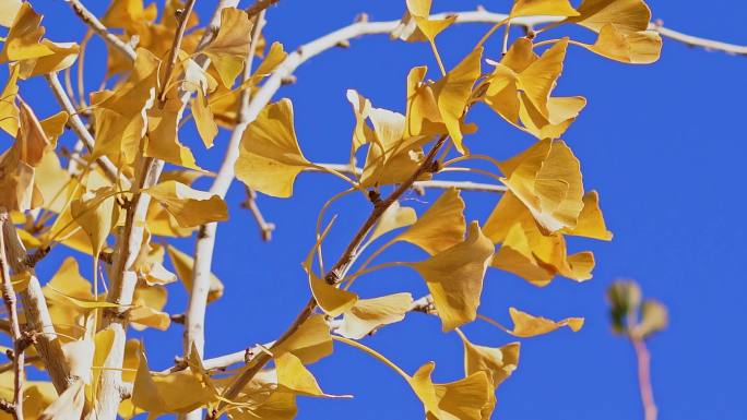 秋天随风摆动的金色银杏树叶唯美空镜头