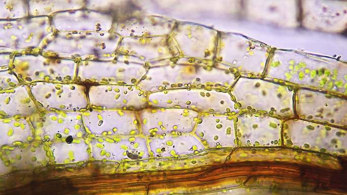 苔藓叶细胞，显微镜观察