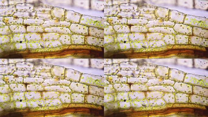 苔藓叶细胞，显微镜观察