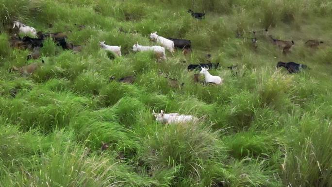 天然牧场羊群悠哉吃草