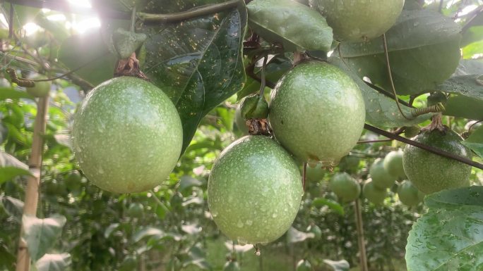 实拍黄金百香果种植基地