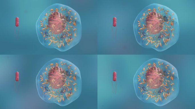 医学微观生物病毒细胞形态医疗三维动画展示