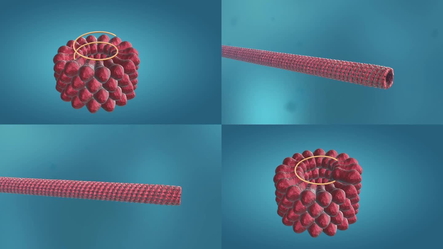 病毒细胞形态类型医学三维动画烟叶花叶病毒