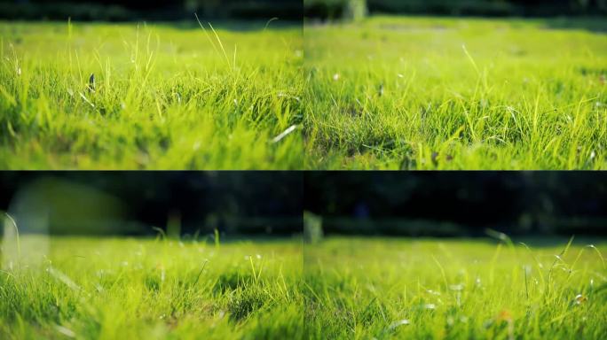 黄昏的青草绿草