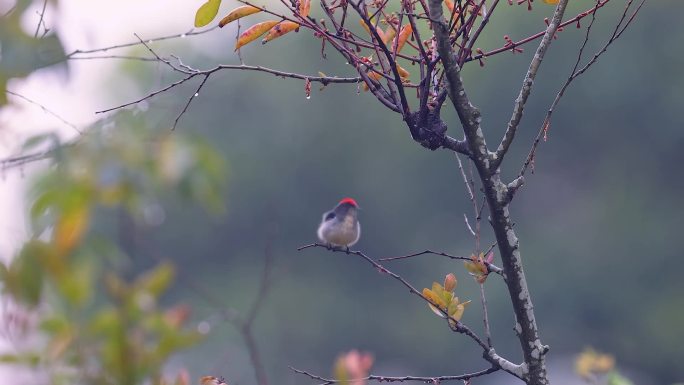 朱背啄花鸟