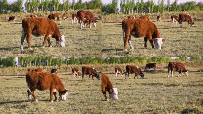 秋天农民在草场放牛自然放养黄牛吃草