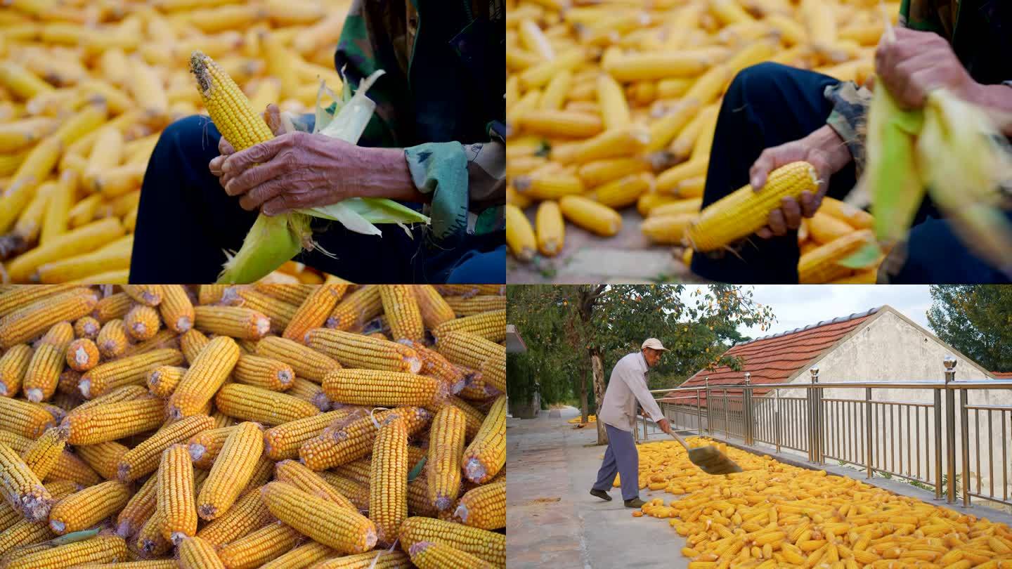 农村收玉米，粮食