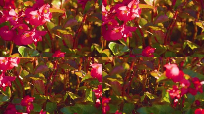 4k红花喜庆画面空镜自然美