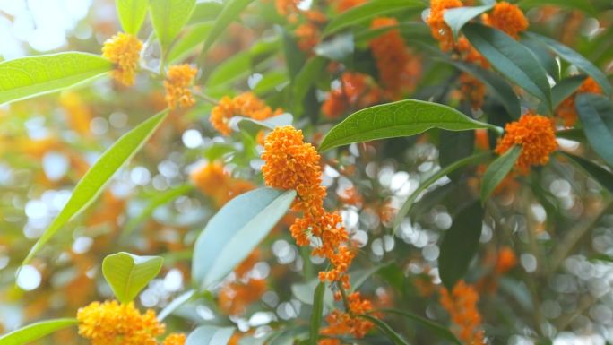 桂花金桂桂花下雨花花开阳光逆光桂花