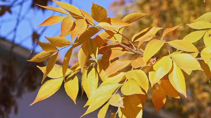 秋天随风摆动的金色树叶唯美空镜头