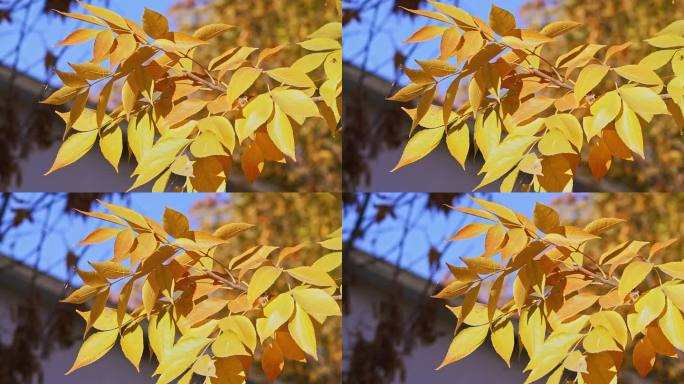 秋天随风摆动的金色树叶唯美空镜头
