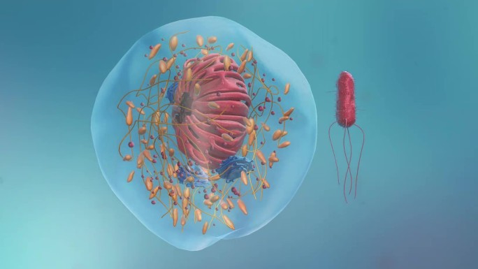 病毒细胞形态类型医学三维动画真核细胞