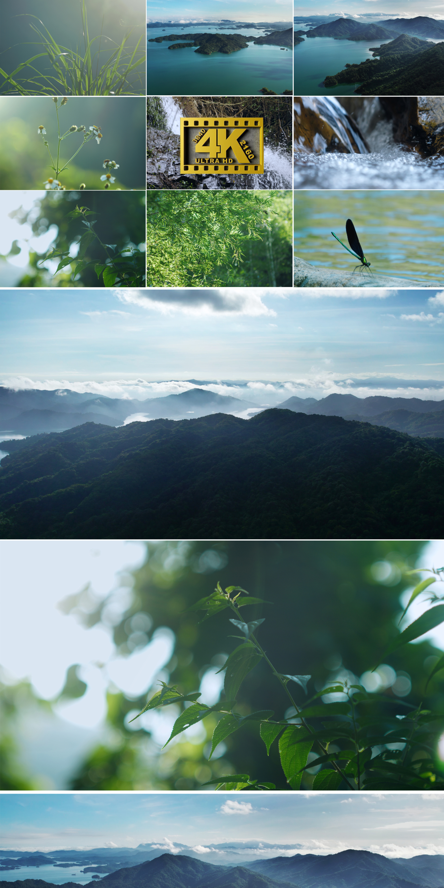 唯美森林竹林山水流水绿色植物大自然空镜