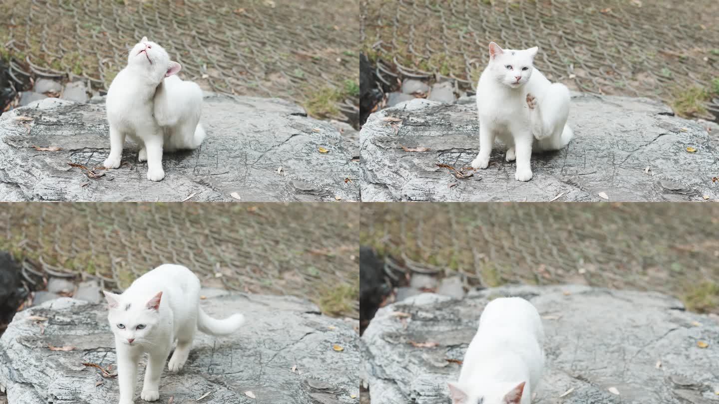 白猫用爪子挠痒
