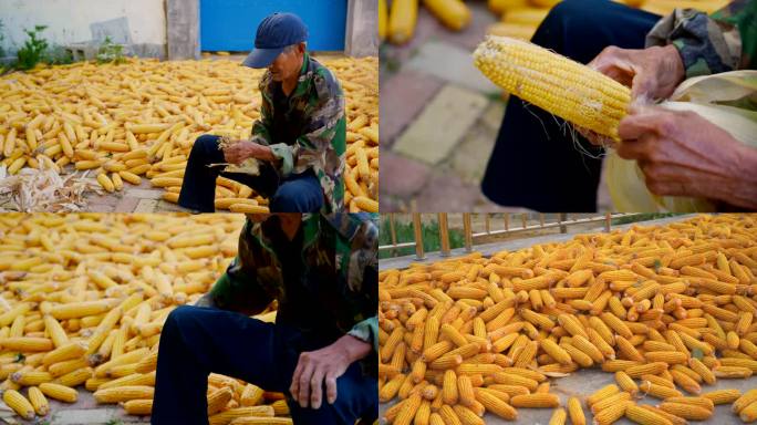 农村扒玉米，粮食丰收