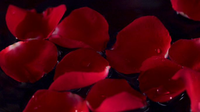 红玫瑰掉落水中 调色版