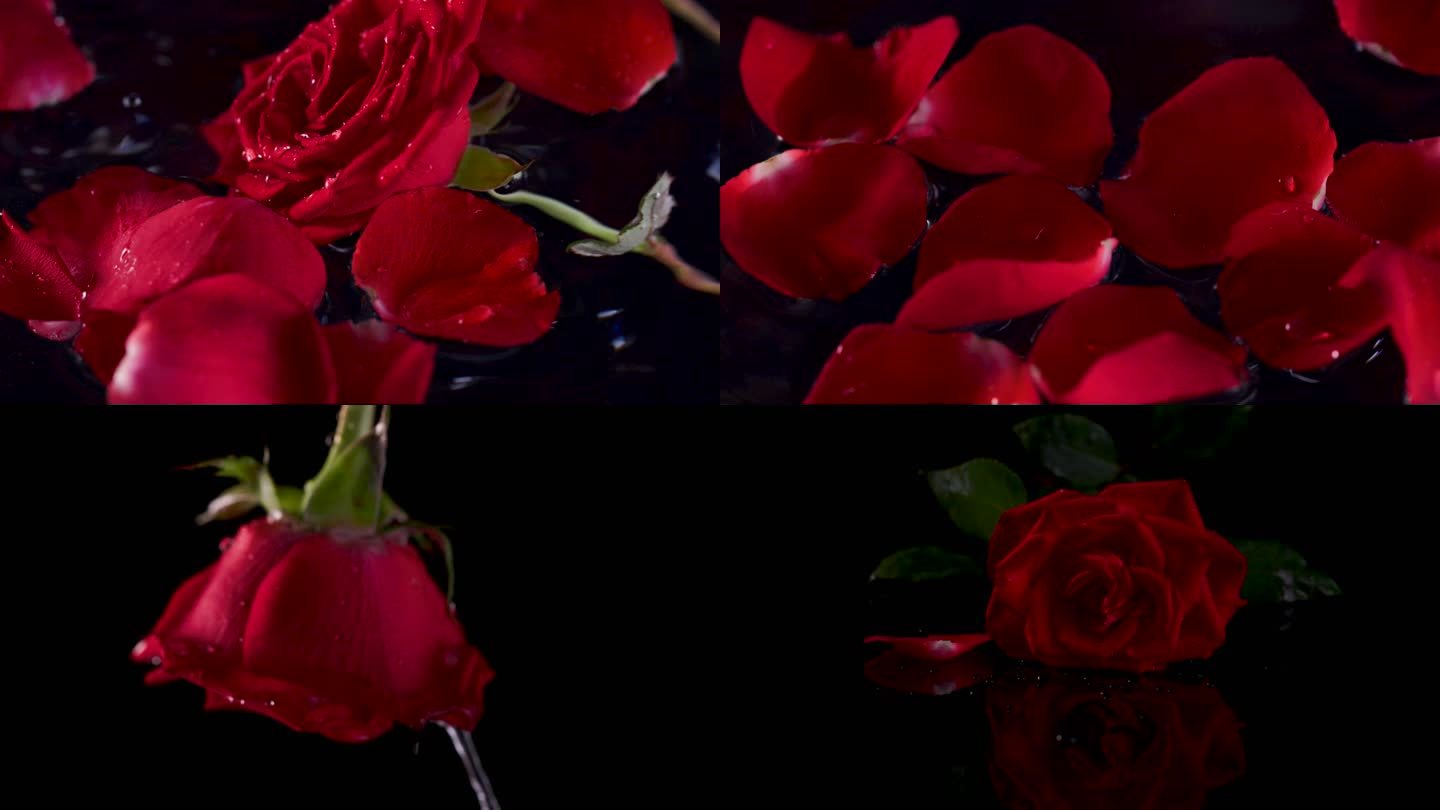红玫瑰掉落水中 调色版