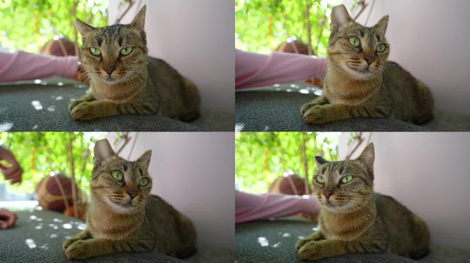 狸花猫趴在地下城市流浪猫