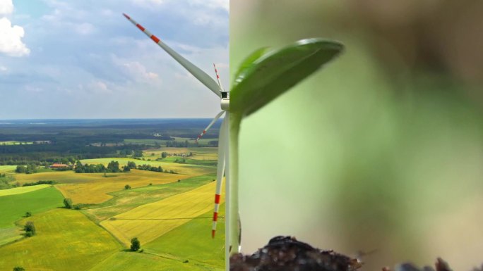 绿色能源风能环保嫩苗植物