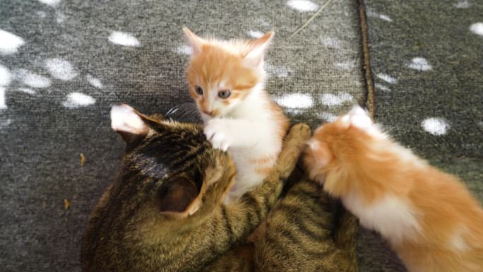 小猫在妈妈身边玩耍舔毛
