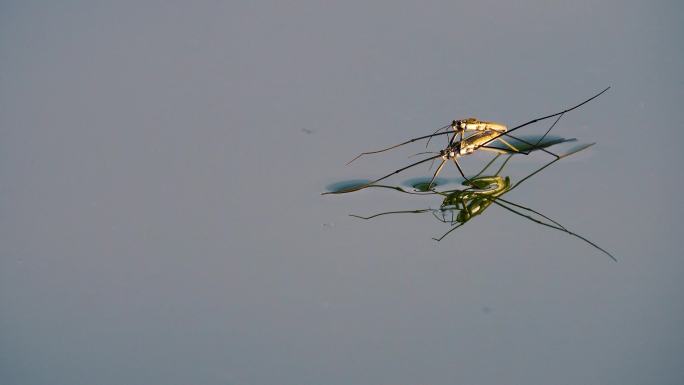 飞舞的蜻蜓和水上昆虫